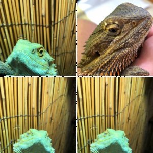 acanthophismetalis's Legacy Uploads