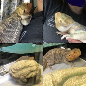PathfinderMom91's Legacy Uploads