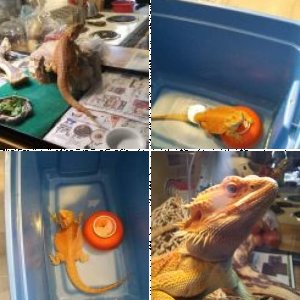 DragonPete's Legacy Uploads