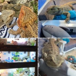 CurlyShark's Legacy Uploads