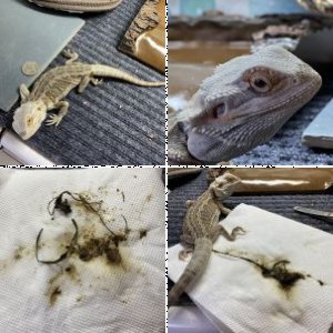 Munchykin's Legacy Uploads
