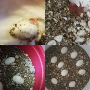 Crazybeardiemomma's Legacy Uploads