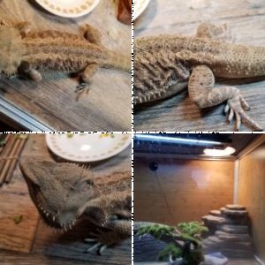 amanor's Legacy Uploads