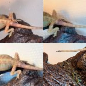 Hossinn's Legacy Uploads