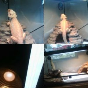 chestermymunchkin's Legacy Uploads