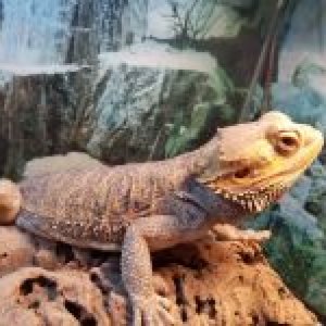PastelBeardie2's Legacy Uploads