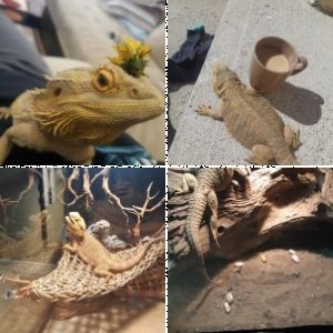 Megan8116's Legacy Uploads