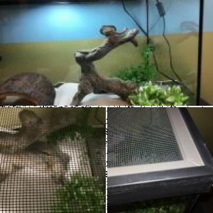RedBabyBeardie's Legacy Uploads