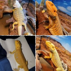 Rbedard2012's Legacy Uploads