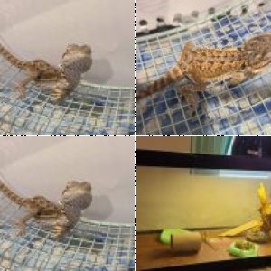 RathiansMom's Legacy Uploads