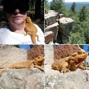 beardie parents's Legacy Uploads