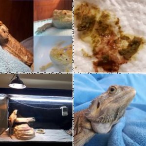 bayoupig5's Legacy Uploads