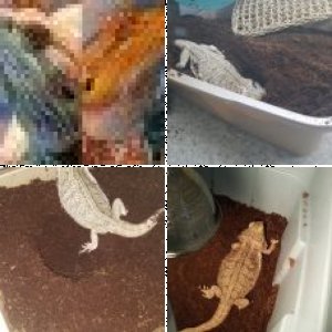 Smilobar's Legacy Uploads