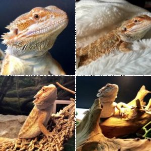 herpgirl2510's Legacy Uploads