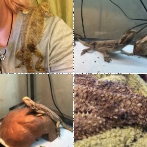FLZooMom's Legacy Uploads