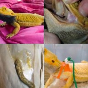 MissCutiePatootie's Legacy Uploads