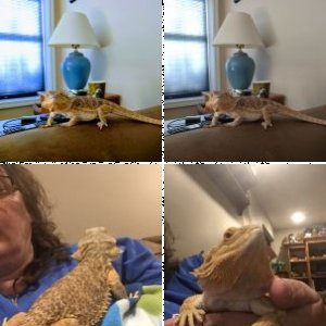 GizmosGrammie's Legacy Uploads
