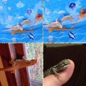 FleurdeLys's Legacy Uploads