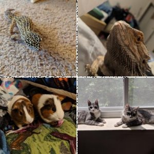 LucisAbsentia's Legacy Uploads