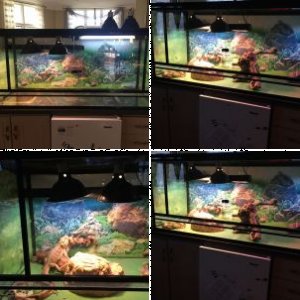 Dakotahanna's Legacy Uploads