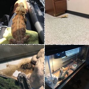 BeardieLover232's Legacy Uploads