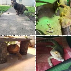 MufasasMomMakayla's Legacy Uploads