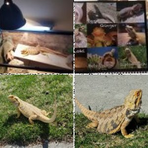 BG23's Legacy Uploads