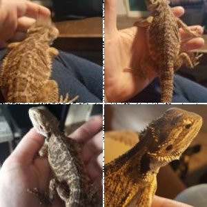 Mordecai's Legacy Uploads