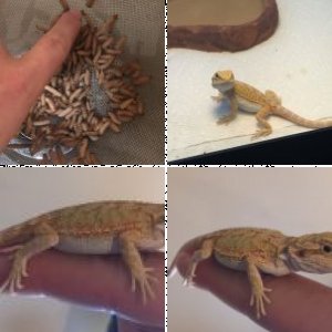 Scherfz1's Legacy Uploads