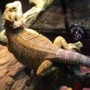 BeardedDragon27's Legacy Uploads