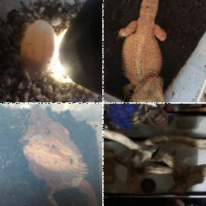 VenusAndSaturn's Legacy Uploads