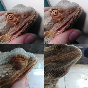 MushuHemmi's Legacy Uploads