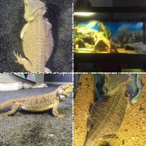 BeardeddragonDino's Legacy Uploads