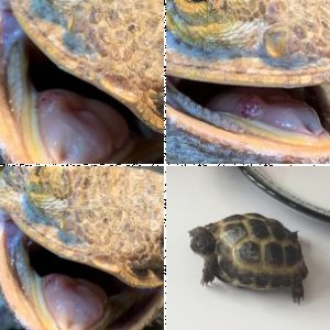 erlabella's Legacy Uploads