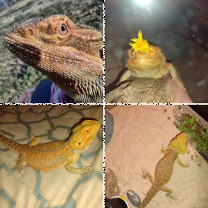 Chico