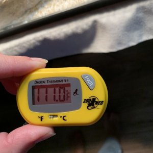 108195-3689386528.jpg