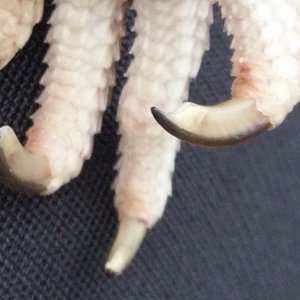 111754-1382972761.jpg