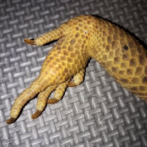 Akasha Foot.jpg