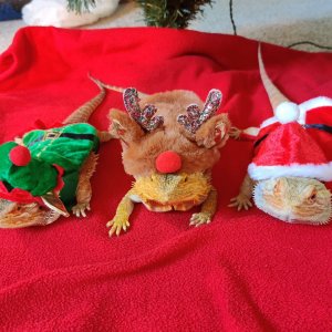 IMG_20201206_134915.jpg