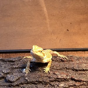 New Lizard 2 months.jpg