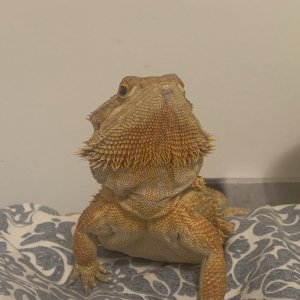 Majestic lizard