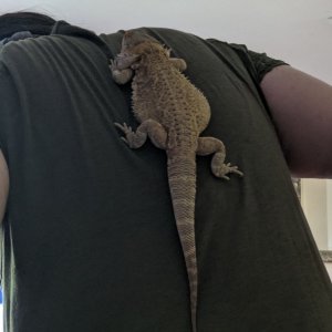 Beardie Backpack