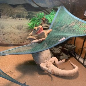 Eli trying to clamber onto his hammock after pigging out on worms