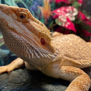 Cider the love bug