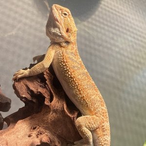 Beardie puffing randomly