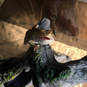 HAPPY DRAGO.jpg