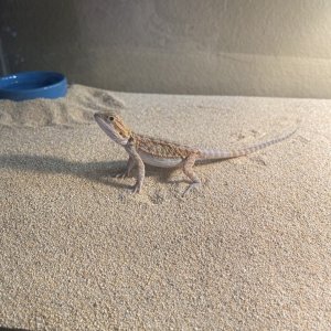 WHEN I 1ST GOT HIM IN JANUARY.jpg