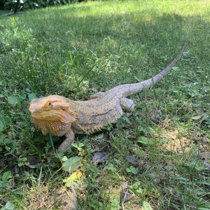 Bean loved playtime in the yard!