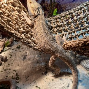 bearded dragon.jpg