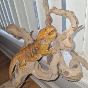 Ragnar :)